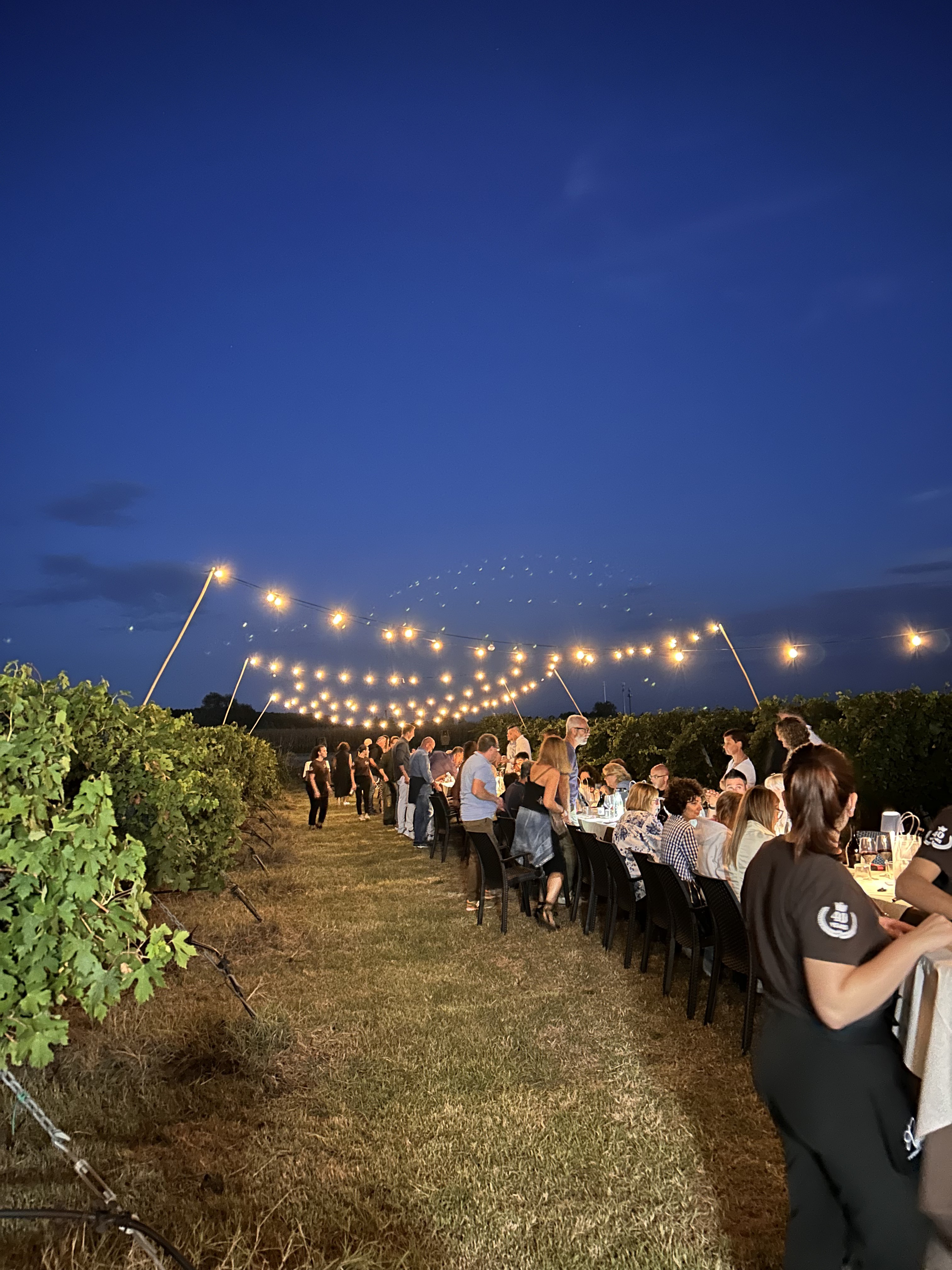 Cena tra i filari di notte, luci warm lungo la vigna
