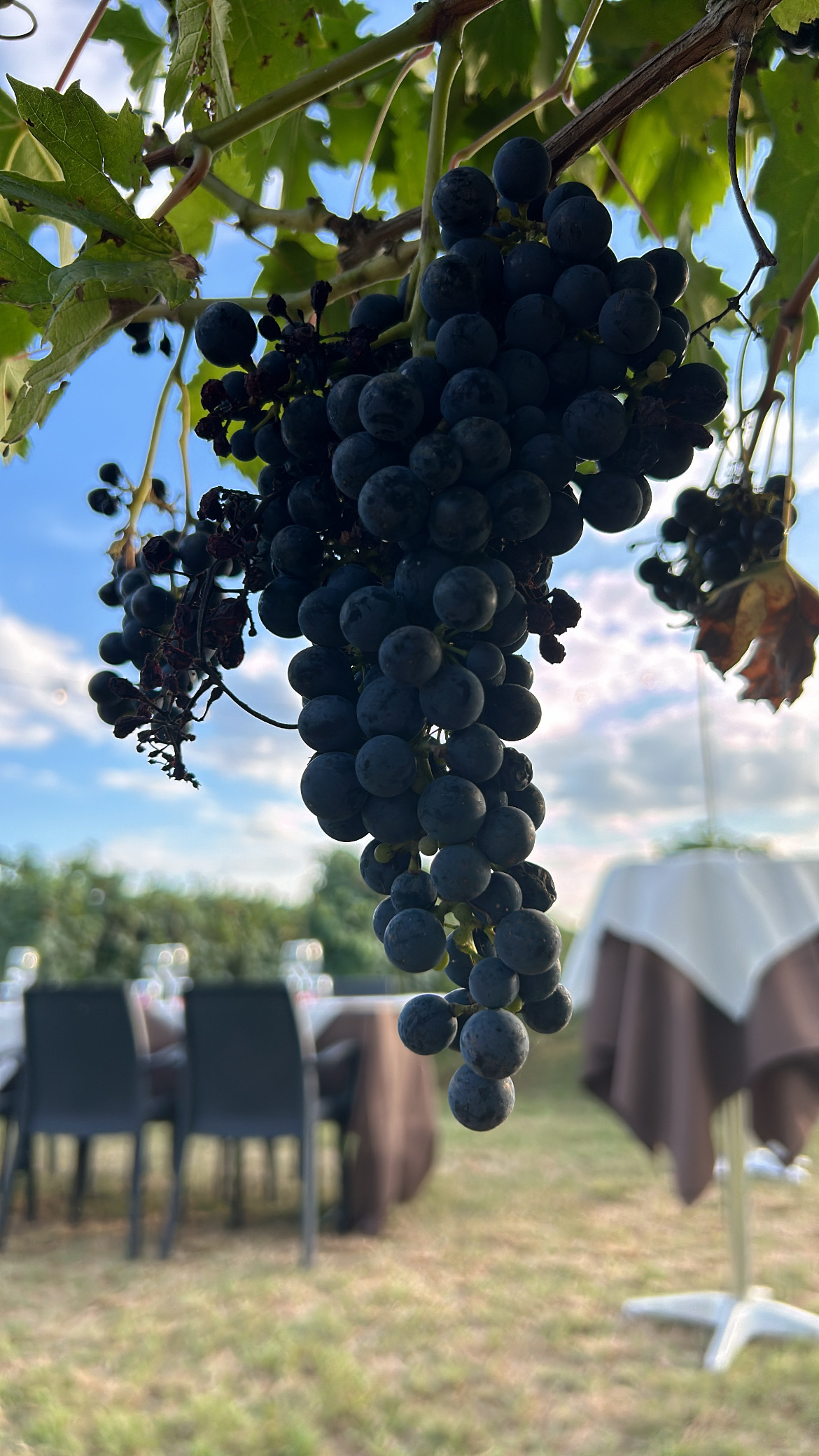 Grappoli d'uva in primo piano, tavoli in vigna sullo sfondo