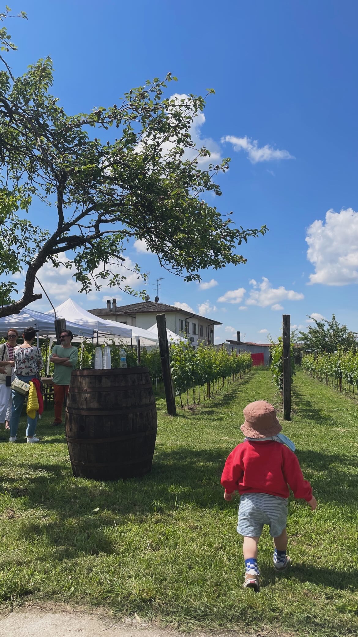 Un bambino corre tra i filari del vigneto durante Corti e Cascine