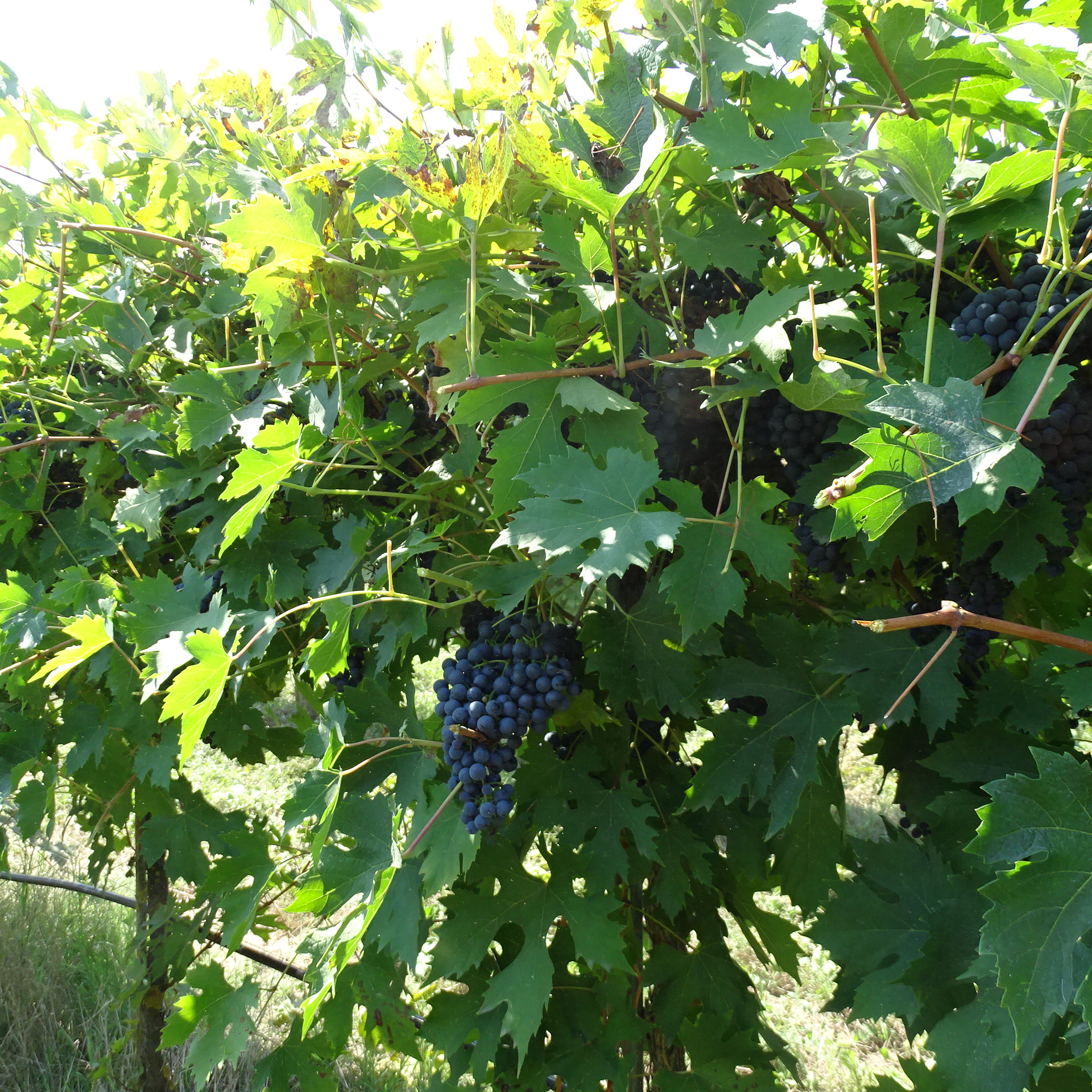 Grappoli d'uva maturi tra le foglie del vigneto Gorzoni