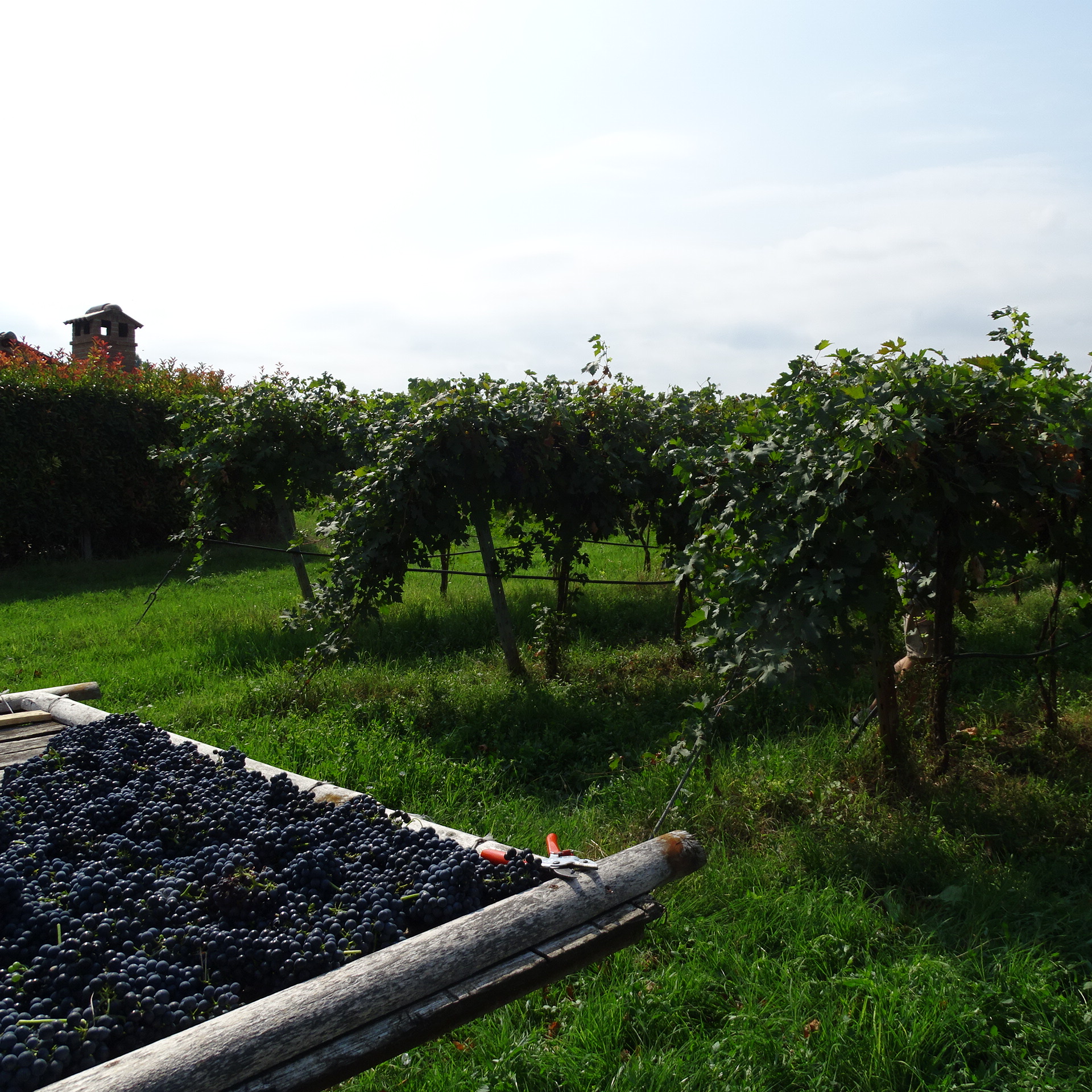 Uva appena raccolta su carri di noce per l'appassimento — le origini della cantina