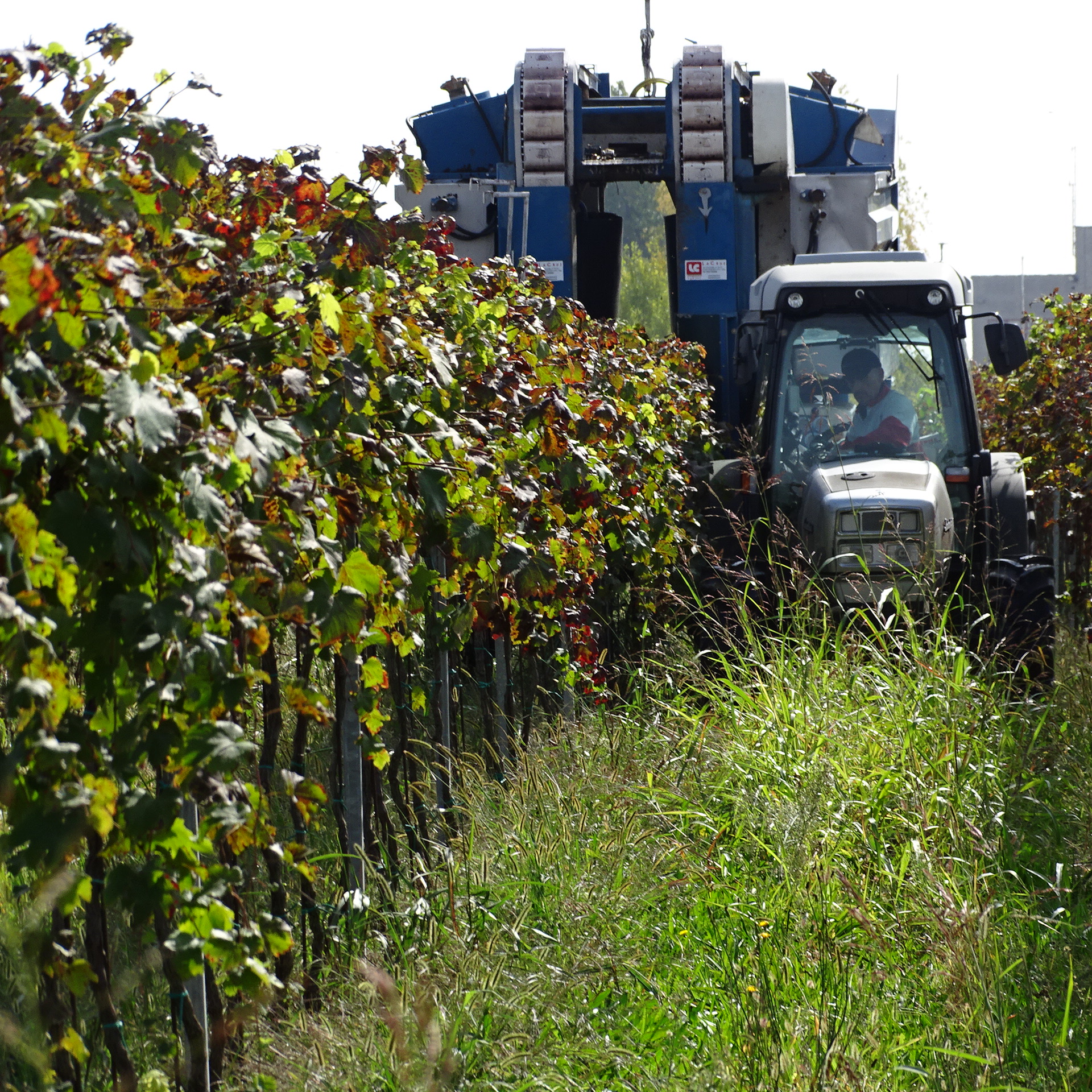 Macchina vendemmiatrice al lavoro nei filari — l'innovazione in vigna